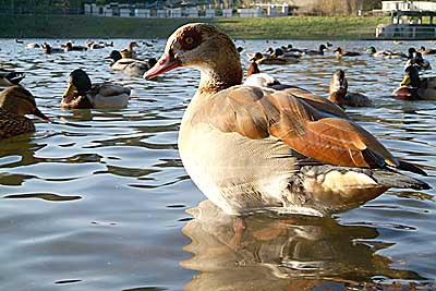 Aachener Zoo Aachener-Zoo-Ente-001